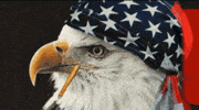 Usa Usa Freedom GIF