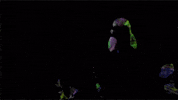 Post Animal GIF by Polyvinyl Records