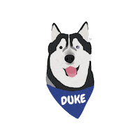 Dog Duke Sticker