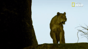 savage kingdom big cat week GIF by Nat Geo Wild 
