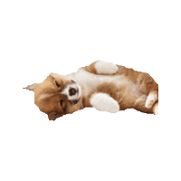 bed corgi STICKER by imoji