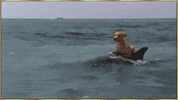 dolphin GIF