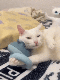 Treat Yourself White Cat GIF