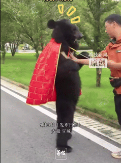 bca0d780d8d84485a36f002148d71e0b giphyupload GIF