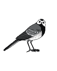 Shadireda bird oiseau piaf shadireda Sticker