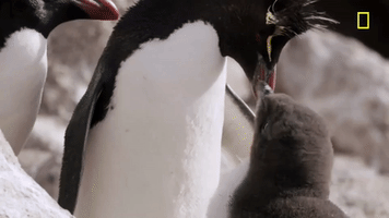 nat geo ocean GIF by National Geographic Channel
