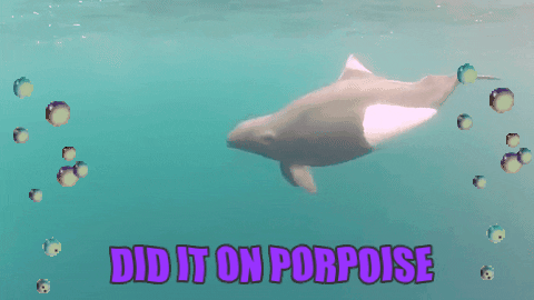 on purpose porpoise GIF by chuber channel