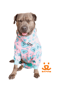 Happy Good Morning Sticker by Best Friends Animal Society