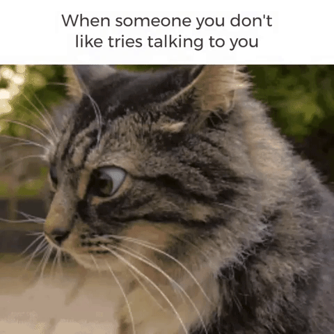 cat wtf GIF