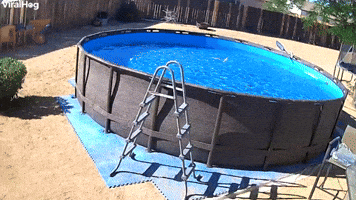 Dog Jumps into Swimming Pool