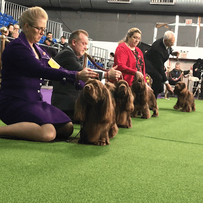 westminster dog show dogs GIF by Westminster Kennel Club