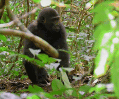 baby GIF by Head Like an Orange