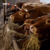 Hungry Cow GIF by TRT