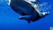 blue planet oceans GIF by BBC America