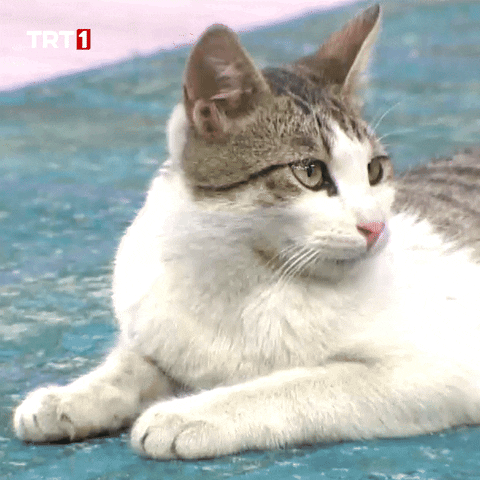 Cat Yes GIF by TRT