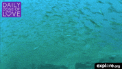 fish love GIF by explore.org