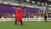 dog show dogs GIF by Westminster Kennel Club