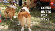 Dog Puppy GIF by BuzzFeed