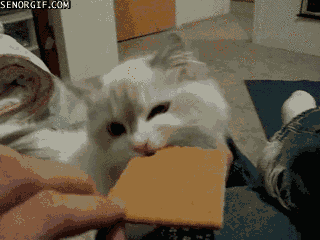 kitty cracker GIF
