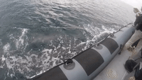 Pod of False Killer Whales Accompanies Tour Boat in California