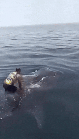 dayeon000 giphyupload GIF