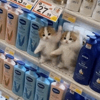 Scuba Dancing Cat GIF