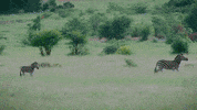 elephants zebras GIF by Nu Skin