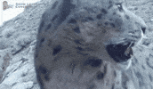 Wildlife Snout GIF by Snow Leopard Conservancy