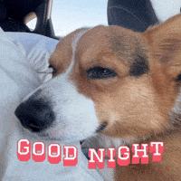Good Night Corgi GIF