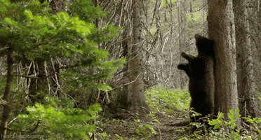 black bear GIF by Head Like an Orange
