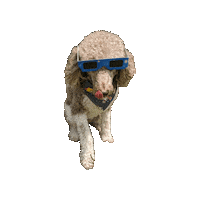 Poodle Dog Tongue Sticker by Geekster Pets