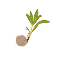 LeesArrt coconut guam coconut tree leesarrt Sticker