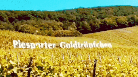 nklb vine moselle nklb piesport GIF