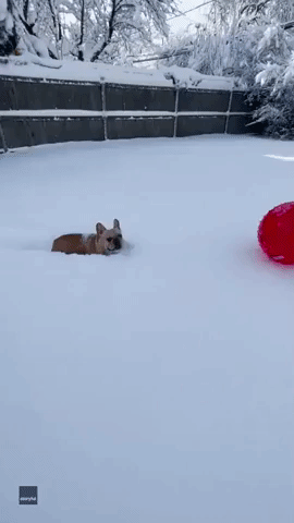Ball-Obsessed Bulldog Won't Let Snow Get in the Way