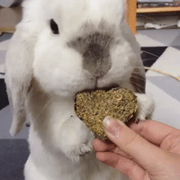 Fluffy Bunny Enjoys Sweet Heart Treat