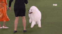 Samoyed Smile