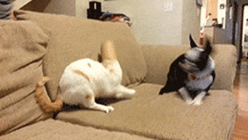 roll gon GIF