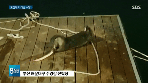 qwerpoiu22ppop giphygifmaker GIF