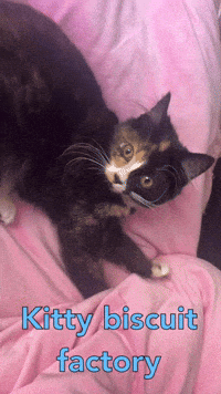 Happy Cat GIF by Flickplay