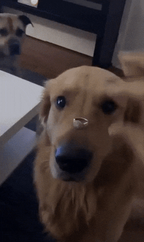 cuteanimalland giphyupload GIF