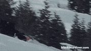 BlackBearDiner nature snow bear camping GIF