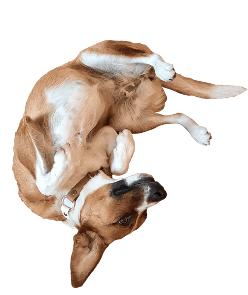 sterngasse dog puppy agency chilling Sticker