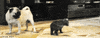 scared cat GIF