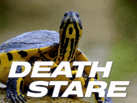 Suspicious Evil Eye GIF by Sealed With A GIF