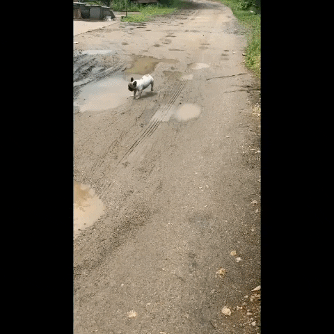 cuteanimalland giphyupload GIF