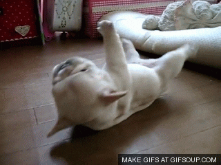 french bulldog GIF