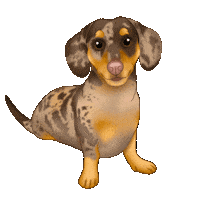 Sausage Dog Dachshund Sticker by zoopeez