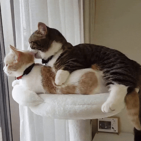 cuteanimalland giphyupload GIF
