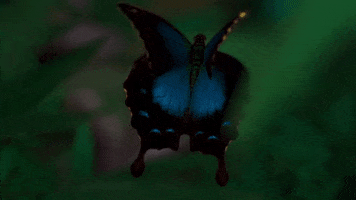 Cosmospossibleworlds GIF by cosmosontv