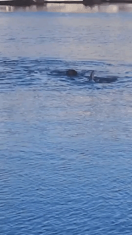 Dog and Dolphin Swim Together During Playful Game in Adelaide
